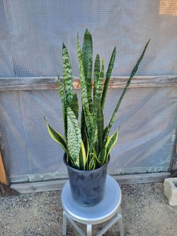 Snake Plant 10"  Nursery Pot