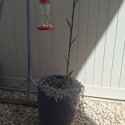 Purple planter pot with plant