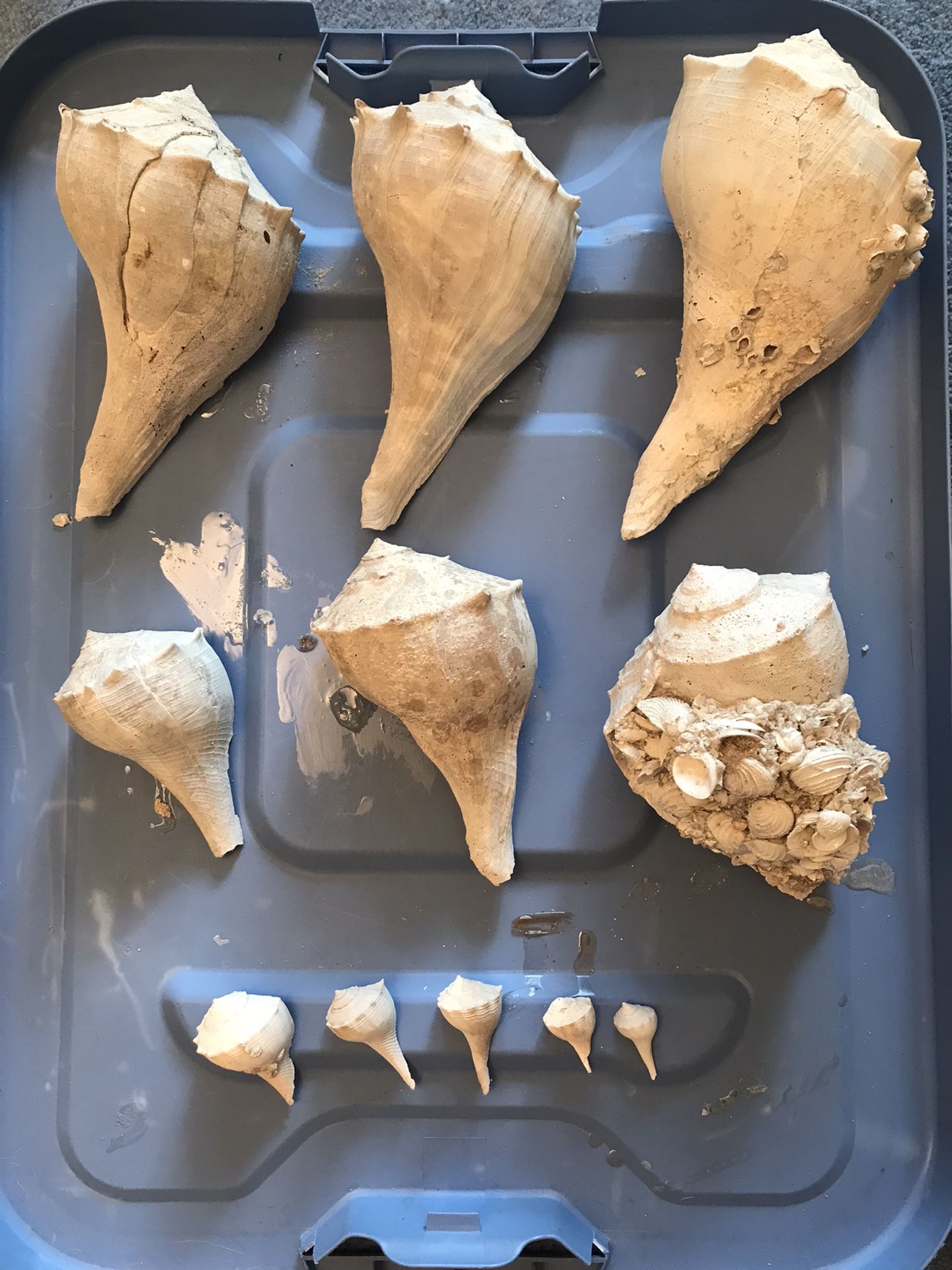 FOSSILIZED WHELK SHELLS