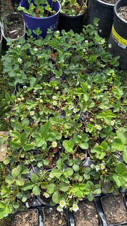 Strawberries June bearing