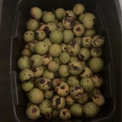 20 Black Walnuts For Seeds With Husks