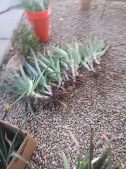 Aloe Vera -sabila