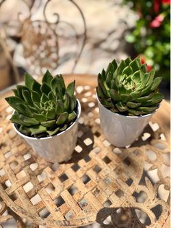 Beautiful succulent plant 🪴