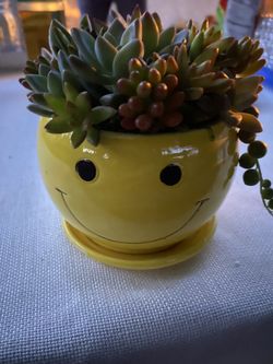 Succulent arrangement
