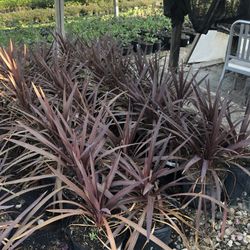 Redstar Cordyline