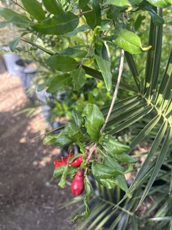 Pomegranate Tree