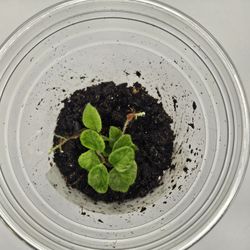 Microgramma Sp. Santi