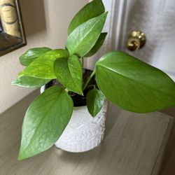 Well Established 3 Philodendron House Plants In Textured Pot 4.5”H.