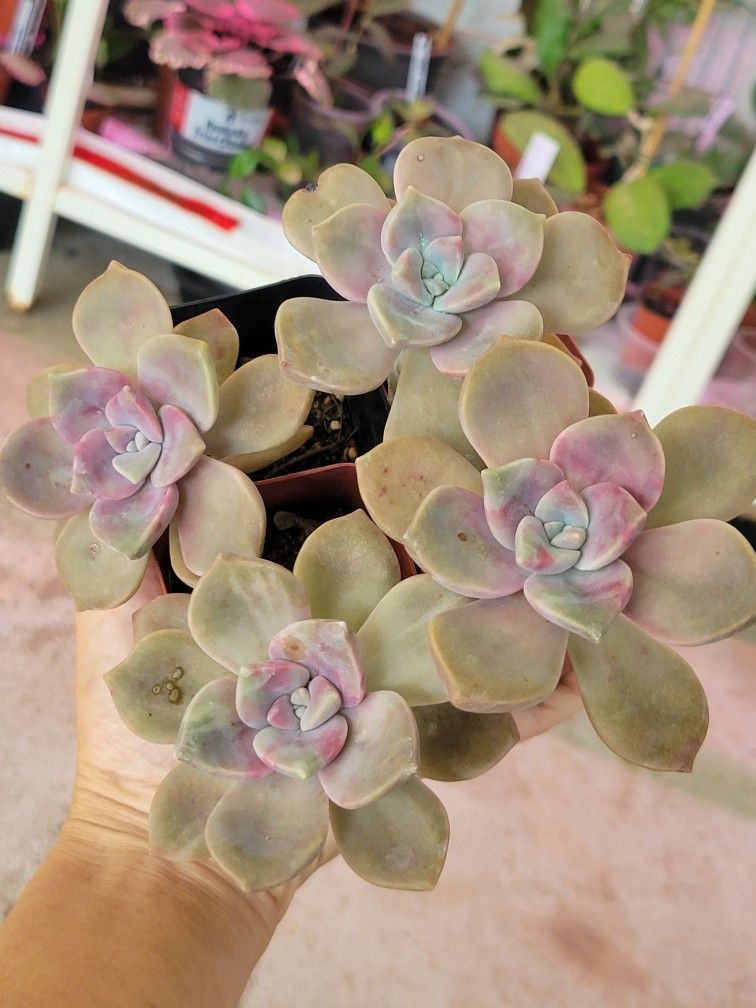 Echeveria Purple Delight Variegated Succulent