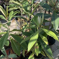 Loquat Plant 15$ To Up