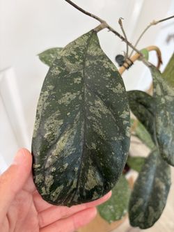 Hoya AH779 cutting
