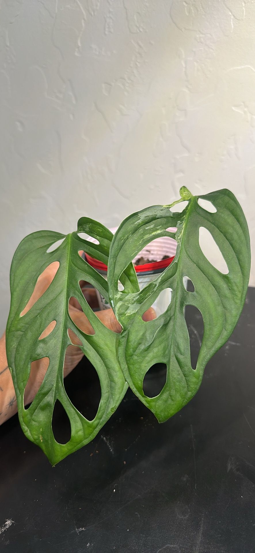 Monstera Adansonii Mint