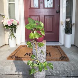 Golden Pothos on Natural Wood Log Stand indoor Outdoor Decor