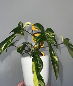 Varigated Florida beauty philodendron