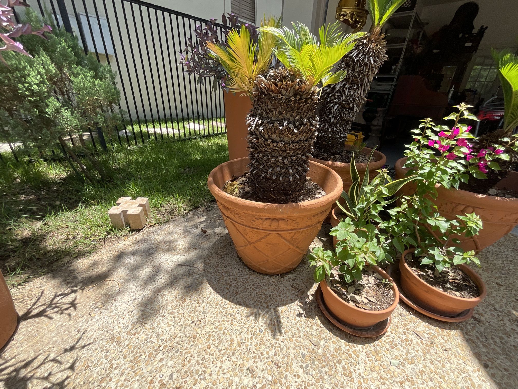 SAGO PALM WHIT LARGE POT 24 H 12 D NOT TERRACOTA PIC UP DOMINION 78257