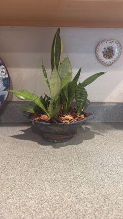 Real Snake Plant