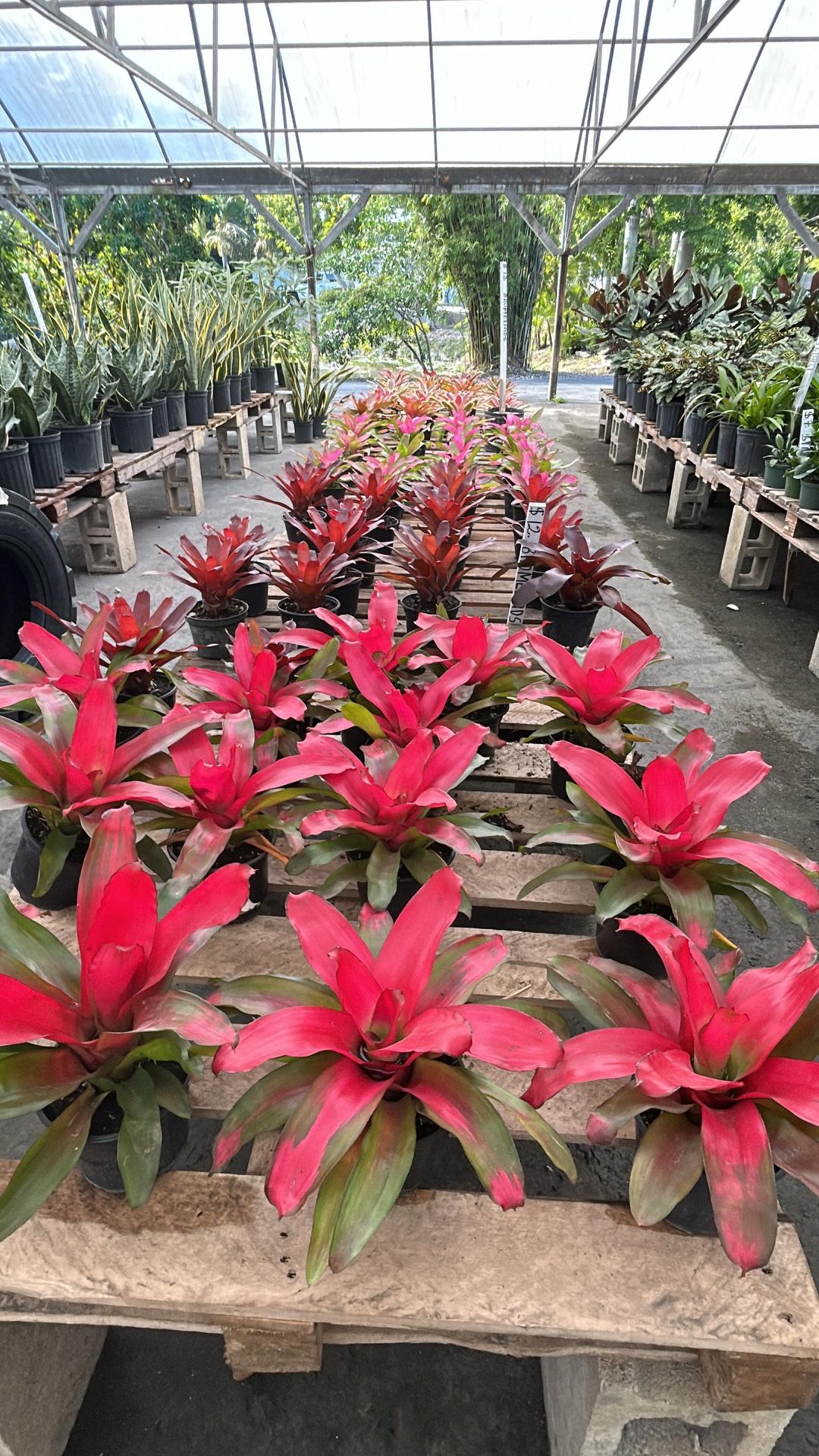 Bromeliads - 6โ
