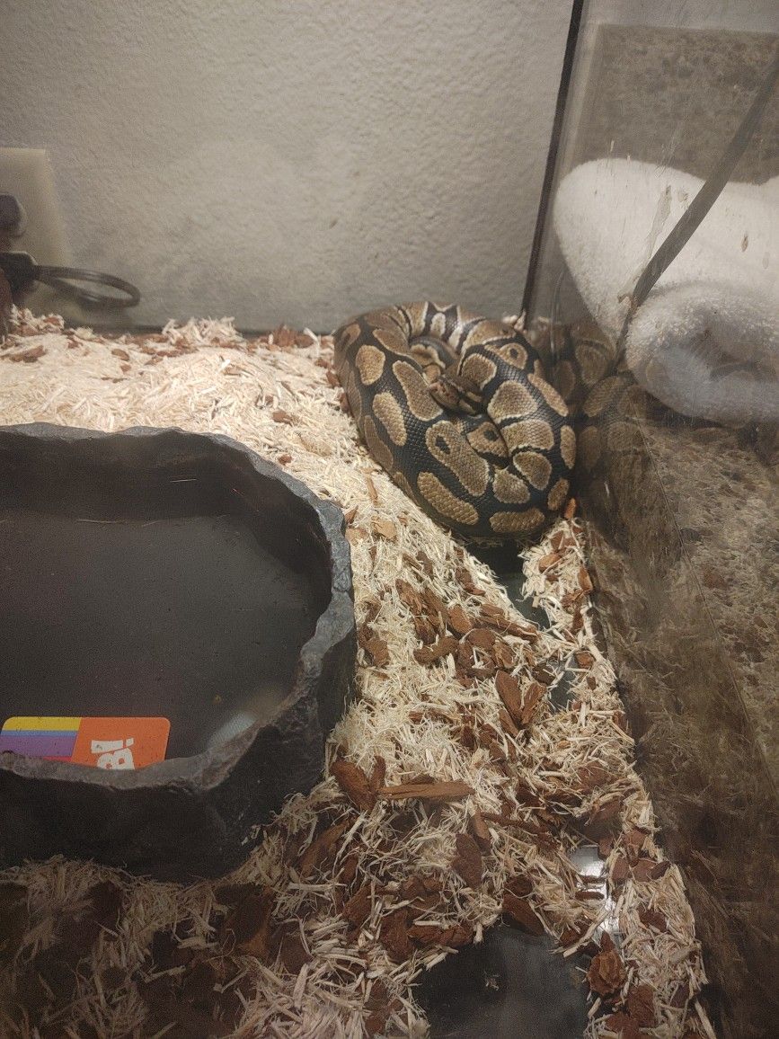 Ball Python