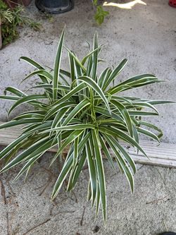 Ribbon Plant
