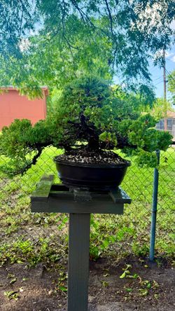 Bonsai tree juniper