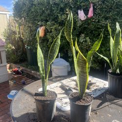 Snake Plants 