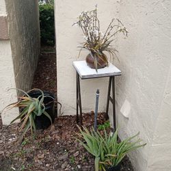Plant Stand+ Plant 