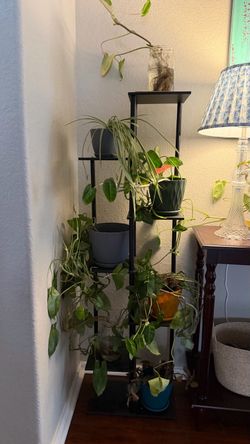 Plant Stand, Plants, & Pots