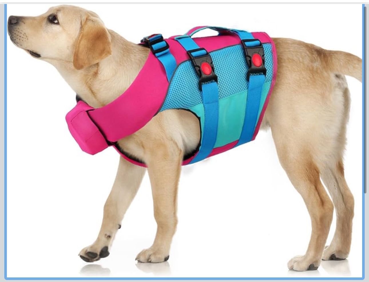 Pet Harness!