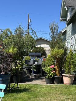 $195 Each Beautiful Japanese Juniper Tree