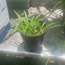 Rooted Air Purifying Spider Plants