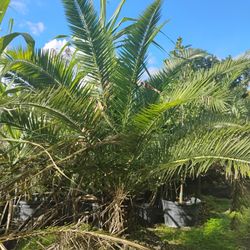 Canary Palm Sale! $450🌴