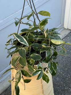 Tricolor Hoya Carnosa