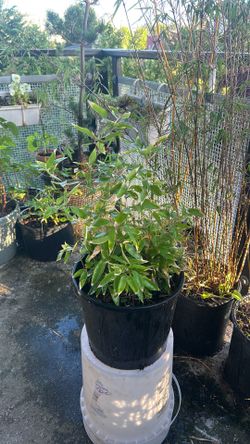 Small bamboo plant