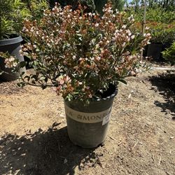 Indian Hawthorn 5 Gal