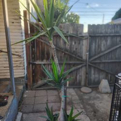 Yucca Tree Plant