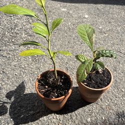 Meyer Lemon & Loquat tree