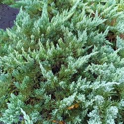 Juniper Privacy Hedge Plants 7gl $18🌿💚