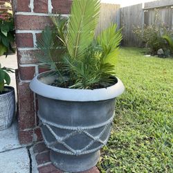Sago Plant Only