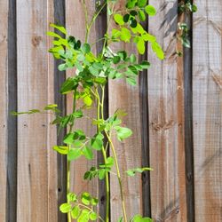 Moringa Plants 10 Live Seedlings Up To 10-15 Inch Organic PKM1 Malunggay Drumstick Tree Miracle Tree 