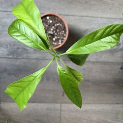 Avocado Seedling 