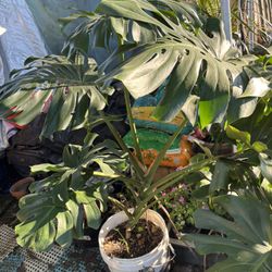 Monstera deliciosa. Around 3-4’ And Bigger. 
