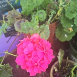 $10. Ivy Geranium 