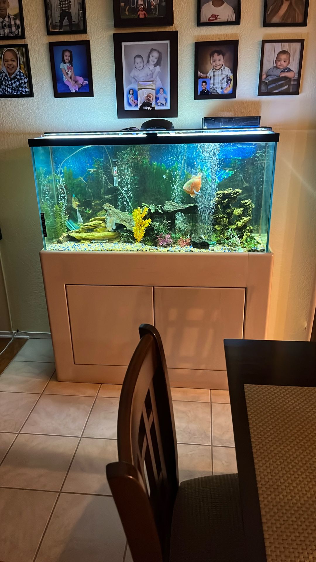 70 Gallon Fish Tank
