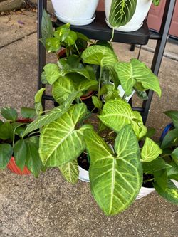 Home Grown House Plants!