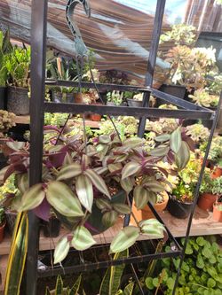 BEAUTIFUL TRADESCANTIA PLANTS 🪴 $10