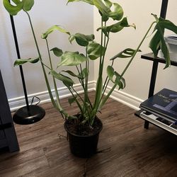 Monstera Plant 