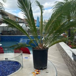 Sago palm