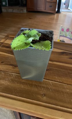 Self Watering Planters 4 Pack NEW