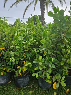 clusias podocarpus About 4  feet tall over the pot Instant privacy Hedge for fence green full  minimum  qty 20+