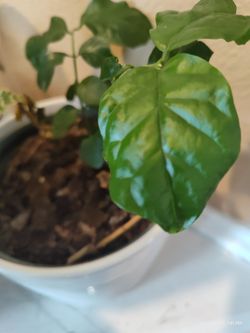 Arabic jasmine